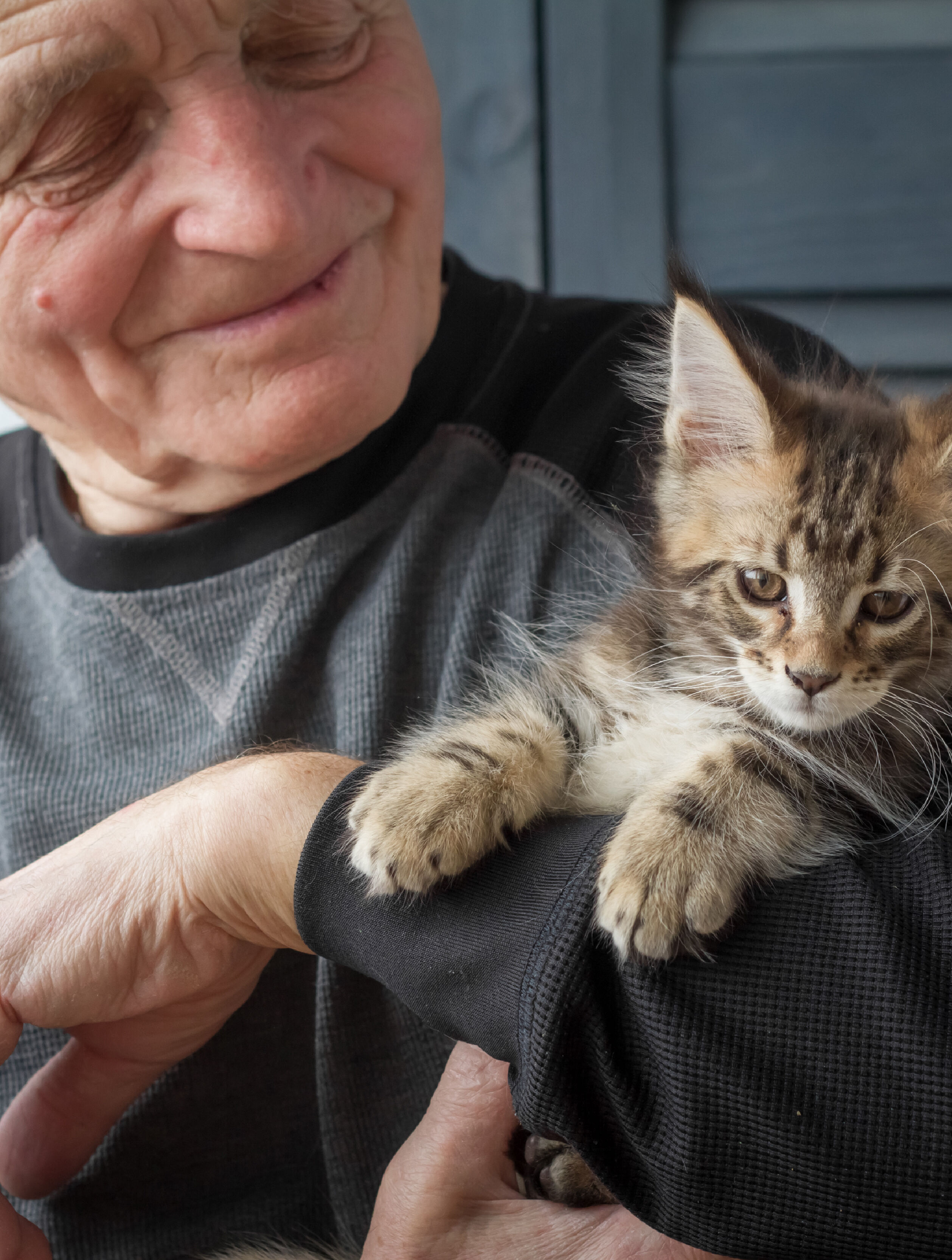 person holding kitten